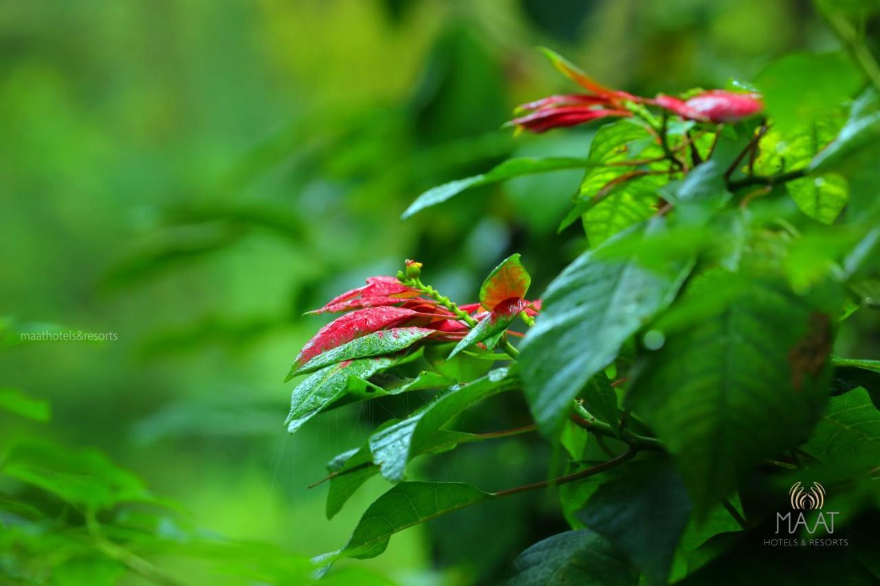 Dew Drops Farm Resorts Munnar Exterior photo